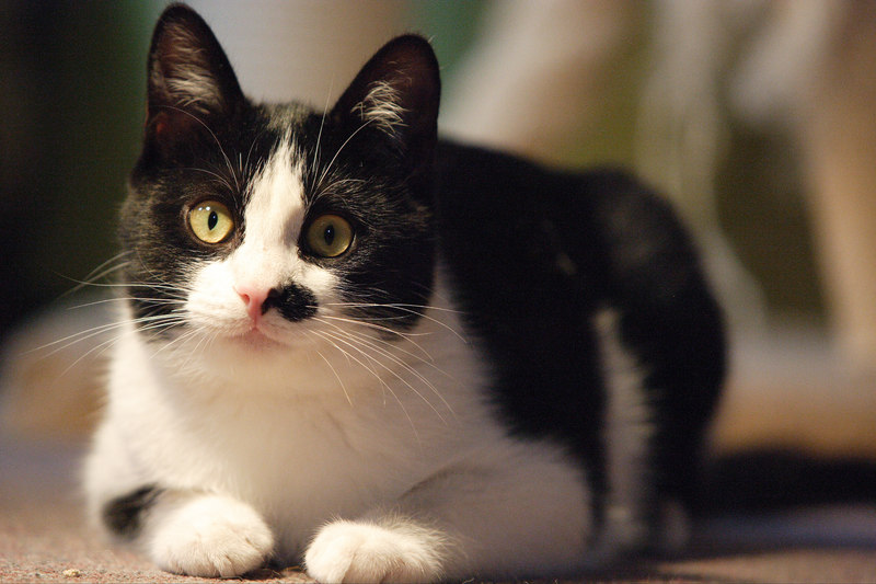 Durchfall bei der Katze